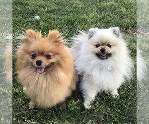 Father of the Pomeranian puppies born on 02/15/2020