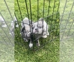 Small Photo #35 French Bulldog Puppy For Sale in MIAMI BEACH, FL, USA
