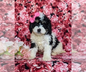 Miniature Bernedoodle Puppy for sale in OXFORD, PA, USA