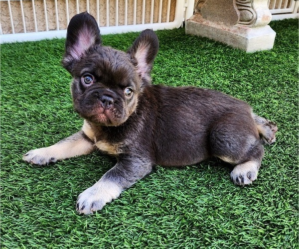 Medium Photo #6 French Bulldog Puppy For Sale in LAS VEGAS, NV, USA
