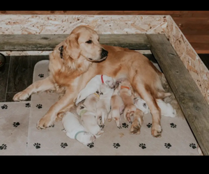 Golden Retriever Litter for sale in BYRON CENTER, MI, USA