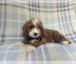 Small #2 Cavapoo