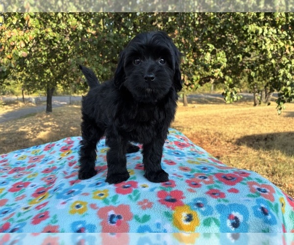Medium Photo #9 Aussiedoodle Miniature  Puppy For Sale in OKLAHOMA CITY, OK, USA