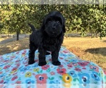 Small Photo #9 Aussiedoodle Miniature  Puppy For Sale in OKLAHOMA CITY, OK, USA