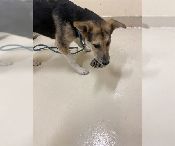 Medium Photo #1 German Shepherd Dog-Siberian Husky Mix Puppy For Sale in Fremont, CA, USA