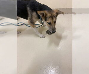 Siberian Husky Dogs for adoption in Fremont, CA, USA