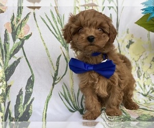 Cavapoo Puppy for sale in LANCASTER, PA, USA