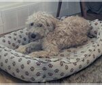 Small #2 Wheaten Terrier Mix