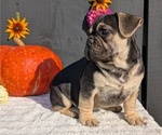 Small #3 French Bulldog
