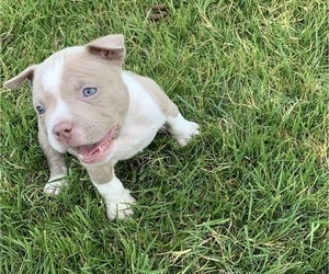 American Bully Puppy for sale in CARY, NC, USA