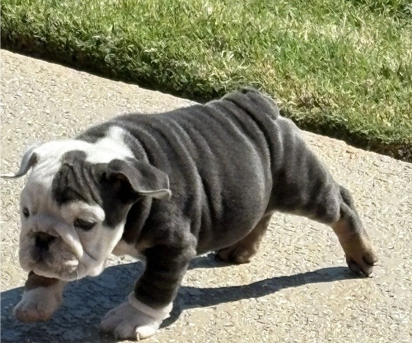 Medium Photo #2 Bulldog Puppy For Sale in MCDONOUGH, GA, USA