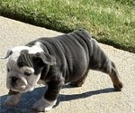 Small #1 Bulldog