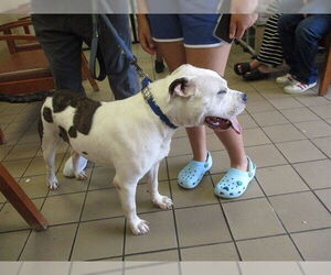 Medium American Bulldog Mix