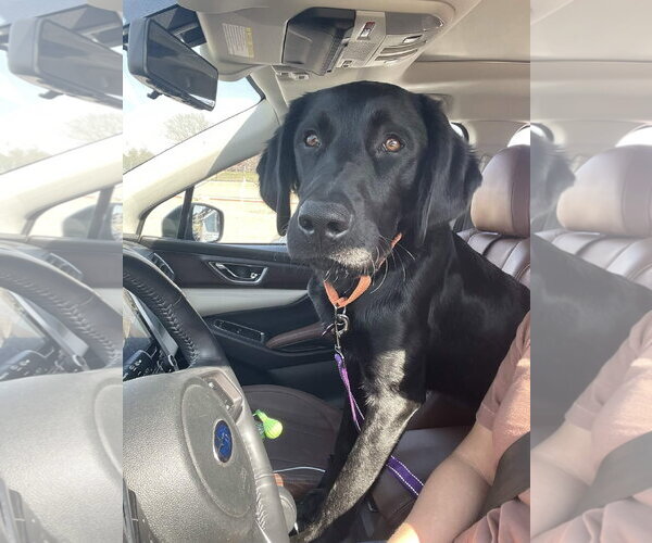 Medium Photo #3 Labrador Retriever Puppy For Sale in Fort Worth, TX, USA