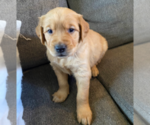 Puppy 3 Golden Retriever