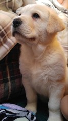 Labrador Retriever-Maremma Sheepdog Mix Puppy for sale in NEOSHO, WI, USA
