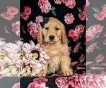 Small Photo #1 Golden Retriever Puppy For Sale in DELTA, PA, USA