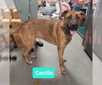 Small #1 Black Mouth Cur Mix
