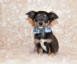 Puppy Blue Chihuahua