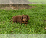 Small #2 Dachshund