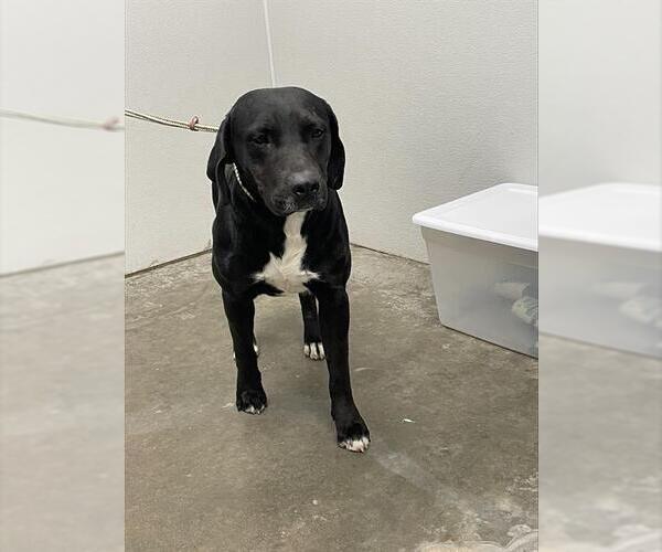 Medium Photo #1 Labrador Retriever-Unknown Mix Puppy For Sale in Rosenberg, TX, USA