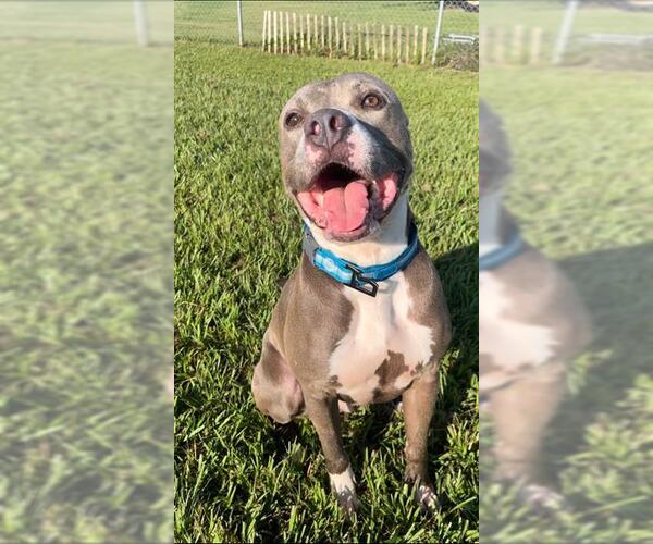 Medium Photo #2 American Pit Bull Terrier Puppy For Sale in Rosenberg, TX, USA