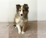 Small Photo #9 Shetland Sheepdog Puppy For Sale in BOWLING GREEN, KY, USA