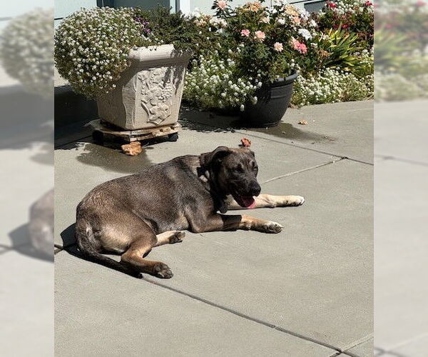 Medium Photo #2 Mutt Puppy For Sale in San Jose, CA, USA