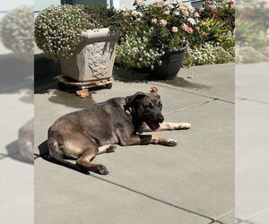 Mutt Dogs for adoption in San Jose, CA, USA