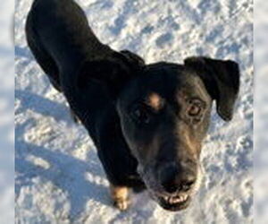 Mutt Dogs for adoption in Evansville, IN, USA
