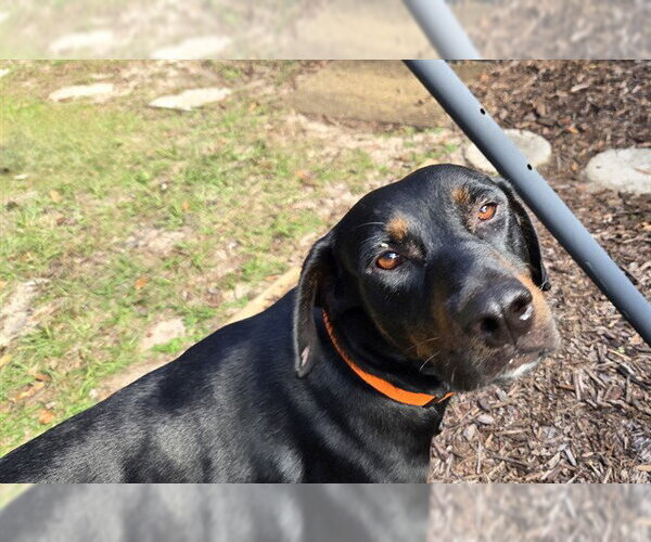 Medium Photo #2 Rottweiler-Unknown Mix Puppy For Sale in Ocala, FL, USA