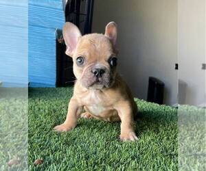 French Bulldog Puppy for sale in LOS ANGELES, CA, USA