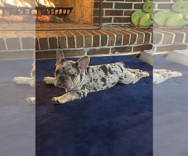 Medium Photo #2 French Bulldog Puppy For Sale in ABSECON, NJ, USA