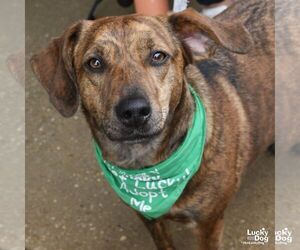 Beagle-Unknown Mix Dogs for adoption in Washington, DC, USA