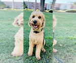 Small Photo #1 Goldendoodle-Poovanese Mix Puppy For Sale in EVANS, GA, USA