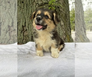 Pembroke Welsh Corgi Puppy for sale in HONEY BROOK, PA, USA