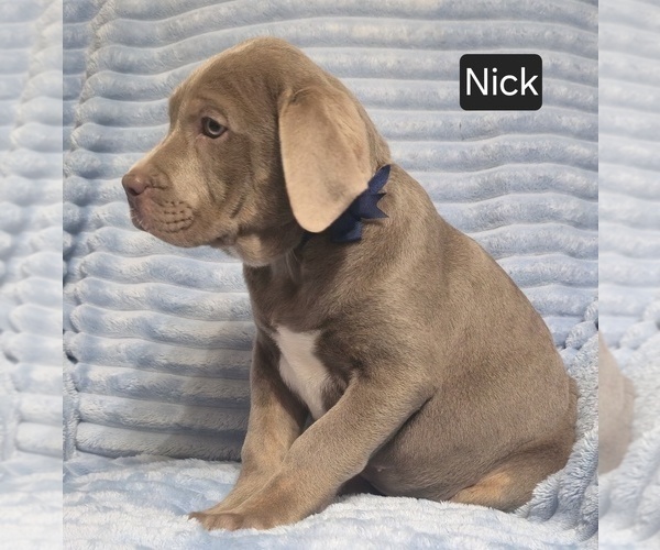 Medium Photo #9 Cane Corso Puppy For Sale in MINERAL WELLS, WV, USA