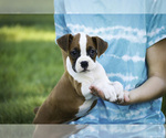 Small #1 Boxer