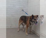 Small Photo #4  Puppy For Sale in , 