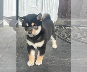 Shiba Inu Puppy for sale in NEWARK, NJ, USA