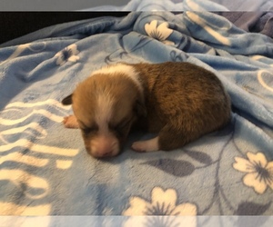 Pembroke Welsh Corgi Puppy for sale in RAMONA, OK, USA