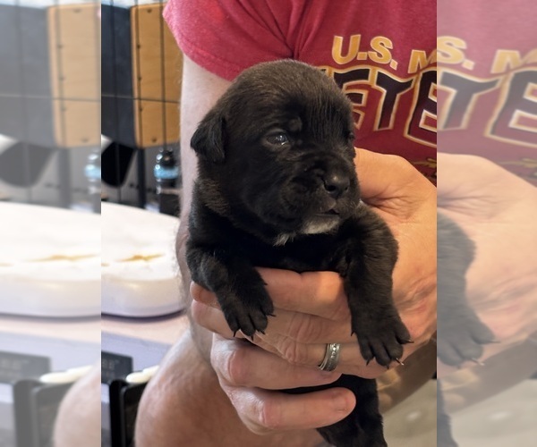 Medium Photo #64 Cane Corso Puppy For Sale in REEVESVILLE, SC, USA