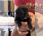 Small Photo #64 Cane Corso Puppy For Sale in REEVESVILLE, SC, USA