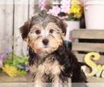 Small Photo #1 YorkiePoo Puppy For Sale in MOUNT VERNON, OH, USA