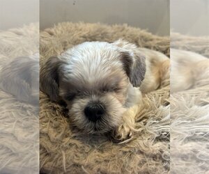 Shih Tzu-Unknown Mix Dogs for adoption in Crystal , MN, USA
