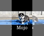 Puppy 5 Huskies -Samoyed Mix