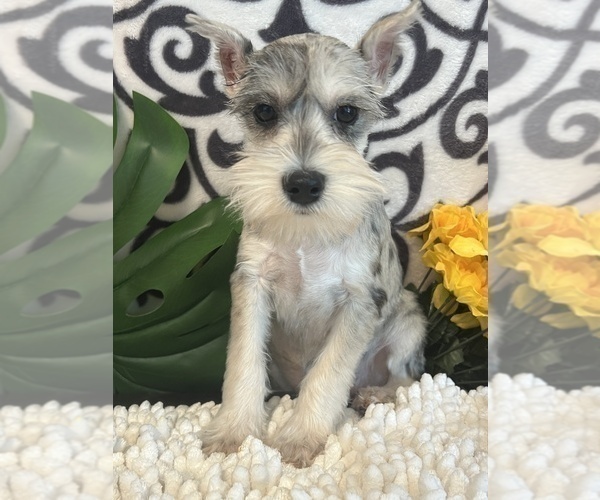 Medium Photo #5 Schnauzer (Miniature) Puppy For Sale in MARTINSVILLE, IN, USA