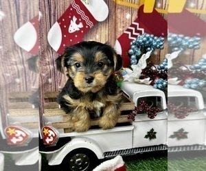 YorkiePoo Puppy for sale in CASSVILLE, MO, USA