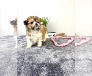 Maltipoo Puppy for sale in INDIANAPOLIS, IN, USA