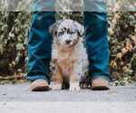Puppy Titus Australian Shepherd